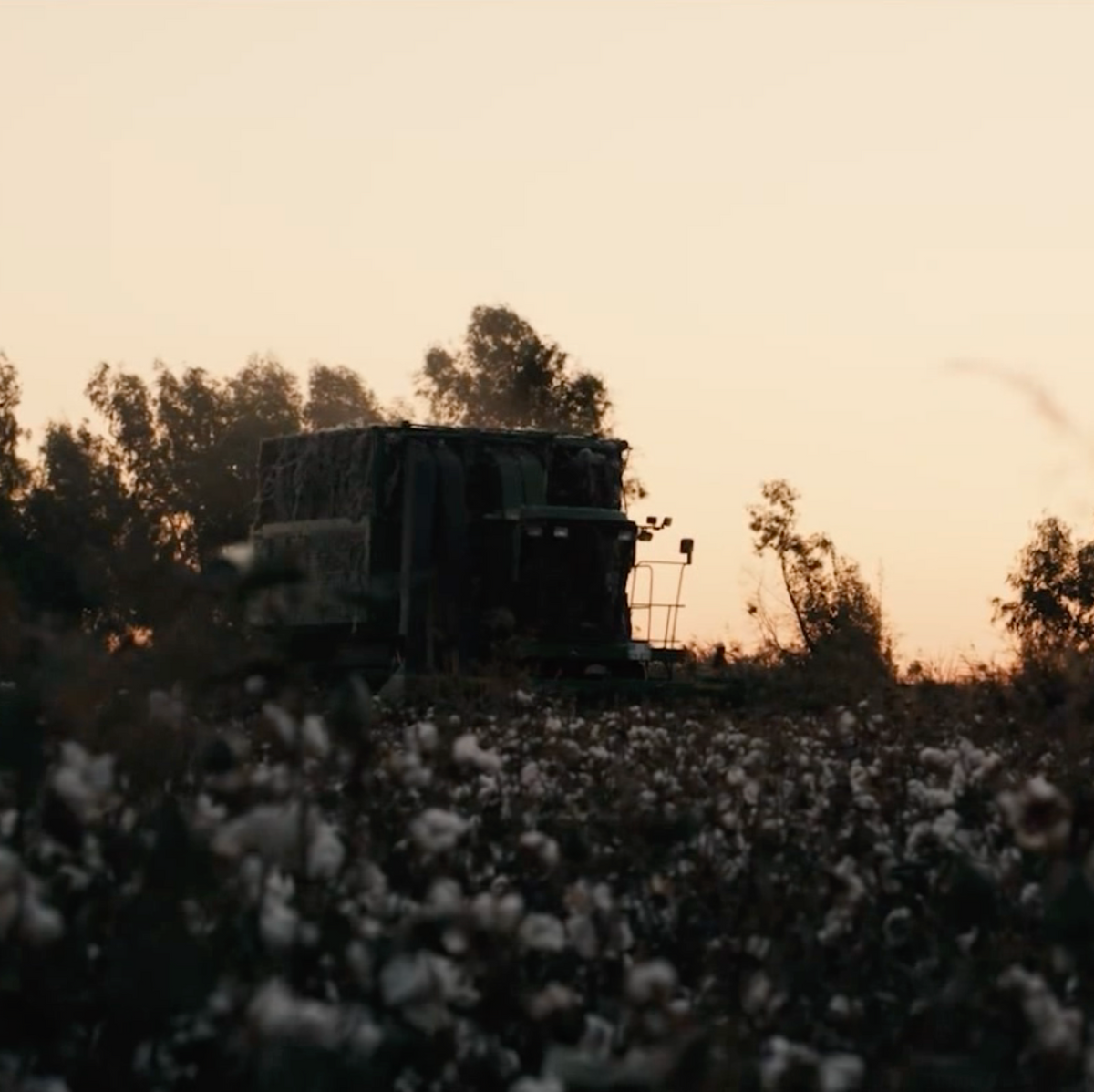 Cotton growing in the field before harvest.
