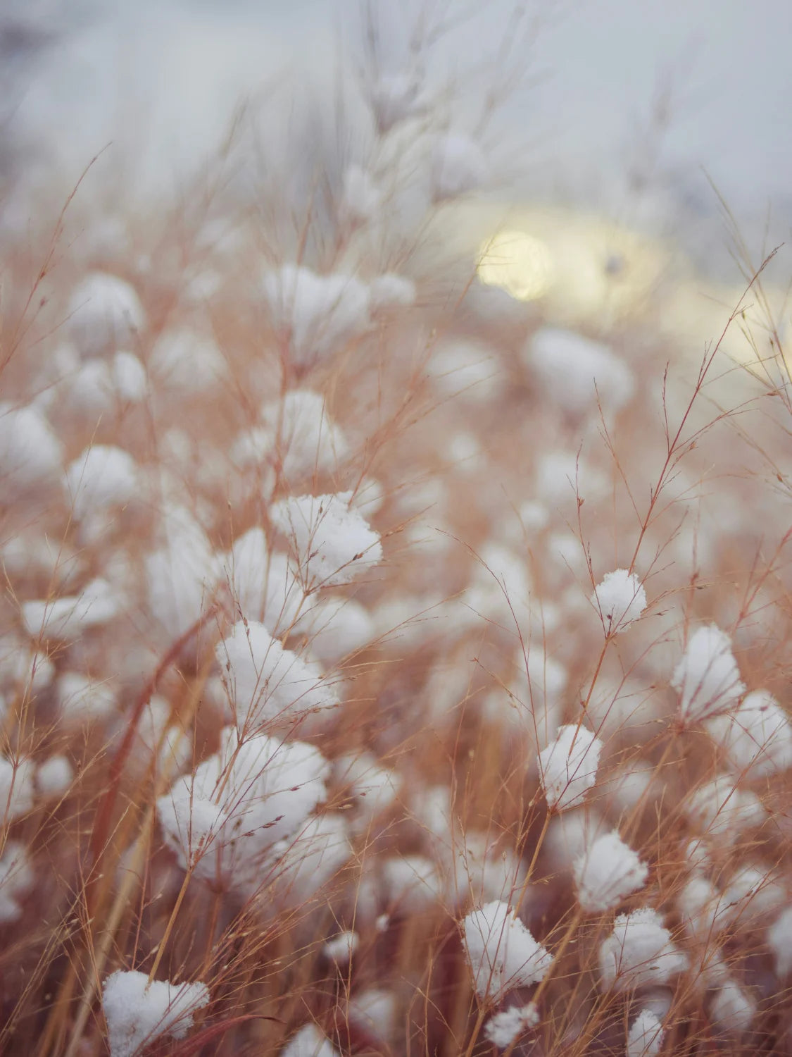 Cotton growing in the field before harvest.