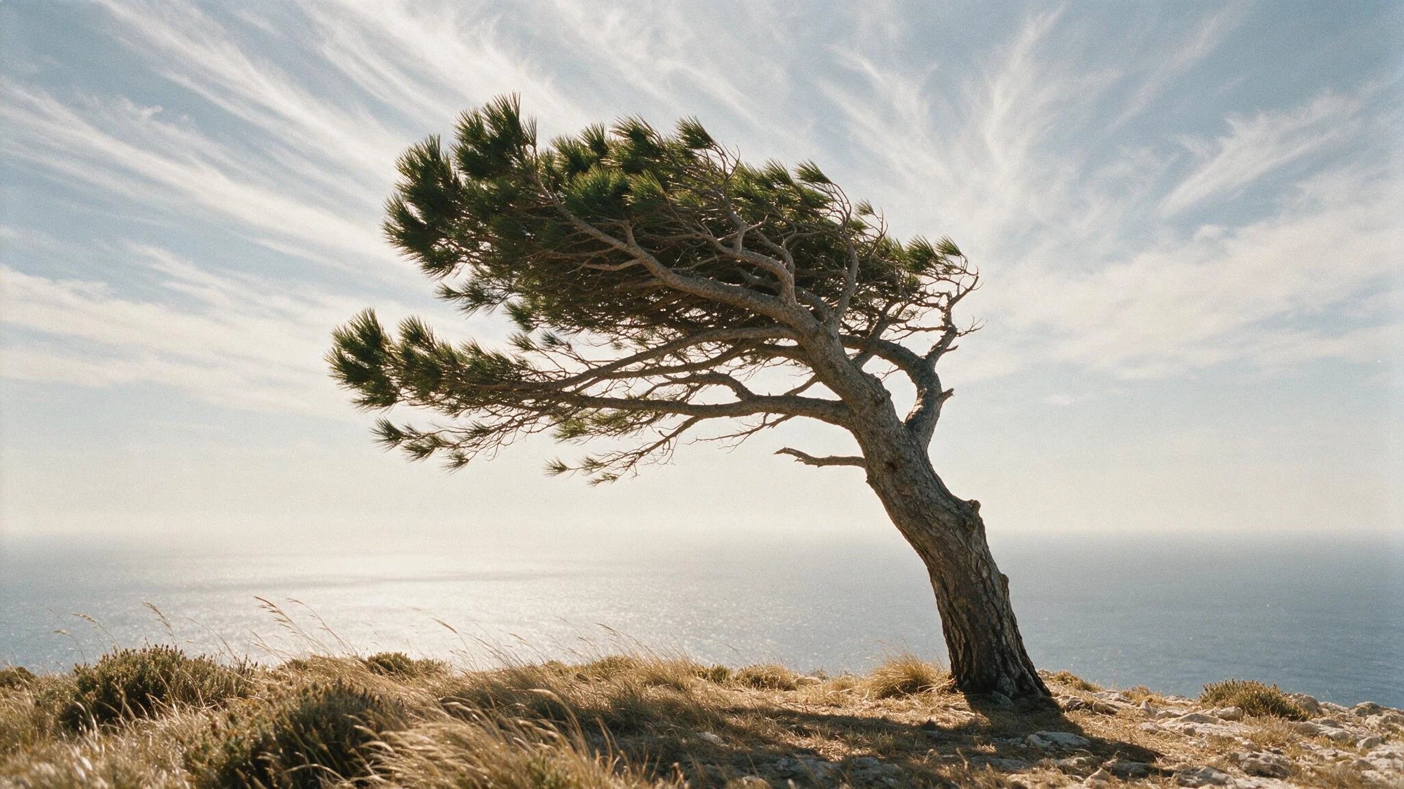 An old stone pine permanently bent by wind on a Mediterranean sea cliff.